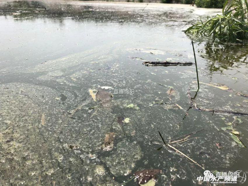 if(/(iPhone|iPad|iPod|iOS)/i.test(navigator.userAgent)){document.write(