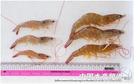 ȫ��֪���r������T.W.Flegel��EHP�ױ��`�\��Ҳ����������Ҫ�e�����r��