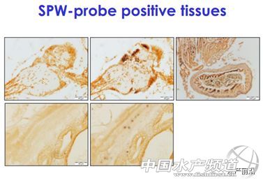 ȫ��֪���r������T.W.Flegel��EHP�ױ��`�\��Ҳ����������Ҫ�e�����r��