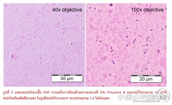 ȫ��֪���r������T.W.Flegel��EHP�ױ��`�\��Ҳ����������Ҫ�e�����r��