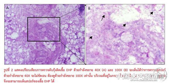 ȫ��֪���r������T.W.Flegel��EHP�ױ��`�\��Ҳ����������Ҫ�e�����r��