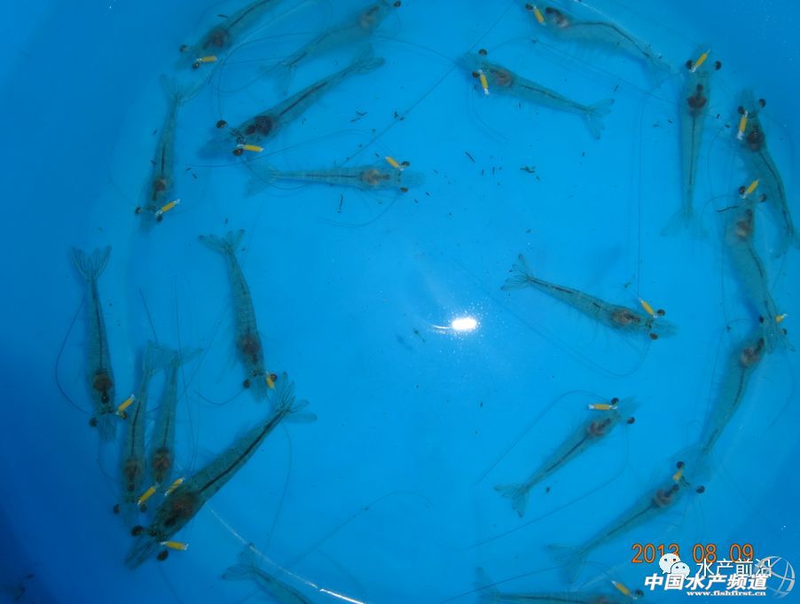 ���߰������������L�ٿ����ɻ��ʽ�80%���V�|�����W(xu��)���^�����������׌��r��Ʒ�N�M�ճ��������(hu��)�B(y��ng)���᣿