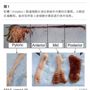 ��ʲô��ˮ�a(ch��n)�B(y��ng)ֳ�Б�(y��ng)ԓʹ�Ï�(f��)����������