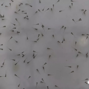 �����|�_(k��i)��������ɔ�(sh��)��(chu��ng)�µͣ��B(y��ng)ֳ�T(m��n)������