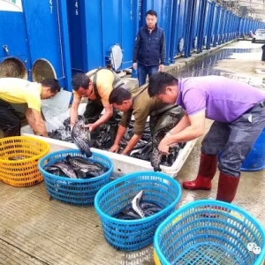 ���b���B(y��ng)ֳ���������A��������l(f��)չ�ѳ�څ��(sh��)