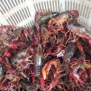 ����(y��ng)���J�p�����С���r�r(ji��)�񱩝q��