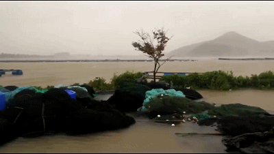 �����_�L�������R����Ű����ˮ�a(ch��n)�B(y��ng)ֳ��