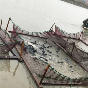 ���~�B(y��ng)ֳ��ӯ����ģʽ��ֵ�ÌW(xu��)��(x��)