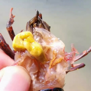 ����Ʒ�����������u�߃r�������@���B(y��ng)�r����ٍ���X��