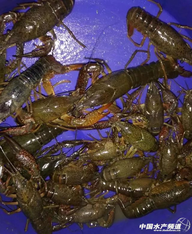 ��ˮ����ˮ��΢��ˮ���S��ˮ�������a(ch��n)3000����B(y��ng)�r������ϲ�gʲôˮ��