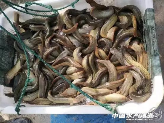 ������1-3�f�����q�B(y��ng)ֳ�M(j��n)�볬���ܶȕr(sh��)��