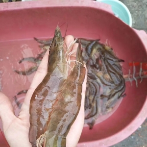 �@Ⱥ���B(y��ng)�r10���꣬����ٍ�X�����E���@����