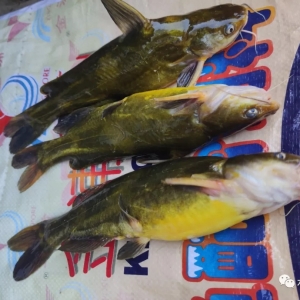 ��һ���B(y��ng)��7����6������ٍ��14�f��