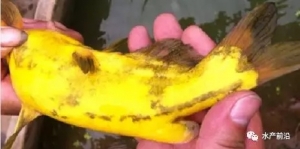 �B(y��ng)ֳ��Ʒ�|�~��δ���Ĵ�څ��