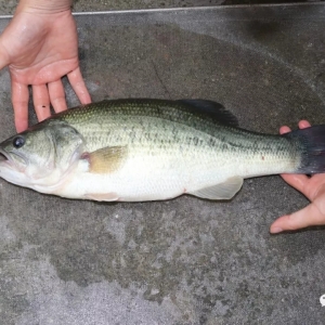 2020����Ҳ���B(y��ng)�����|���������T���x�ؼ���