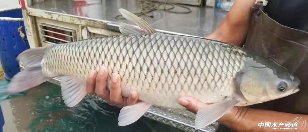 ��ͨ���裬���~�e���������{�����~��·���ģ�