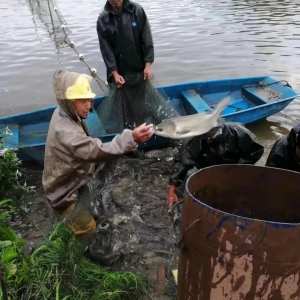 �����޴����˹�����ռ�ʹ���S�X�B(y��ng)ֳǰ������