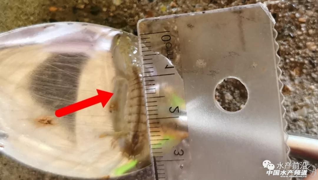 �����ˣ�ƤƤ�r���״��˹���ֳ�ɹ�