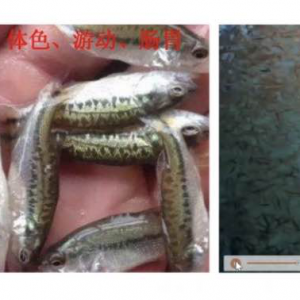 đ֭���ڼ����|�ϵ��о��c��(y��ng)�á�������ֱ���n����