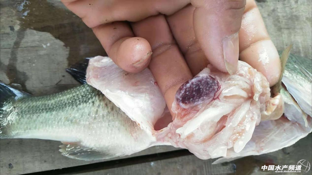 �����|���^�r(ji��)�ߝq����횾����Z����