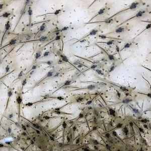 �_(k��i)�l(f��)��30�f(w��n)Ԫ/�����r�ϣ��ƾ��߁�(l��i)����