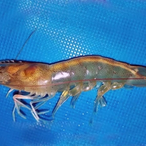 �挦(du��)�B(y��ng)�r�y�}���ױ㡱������������ô�ѓ�