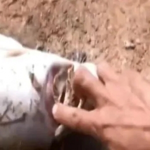 �ؑc���f���Z�~ͻȻ�������B(y��ng)ֳ���pʧ��30�fԪ