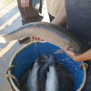 ֱ��������Ј�(ch��ng)��Π�����3����~����4.7Ԫ/��