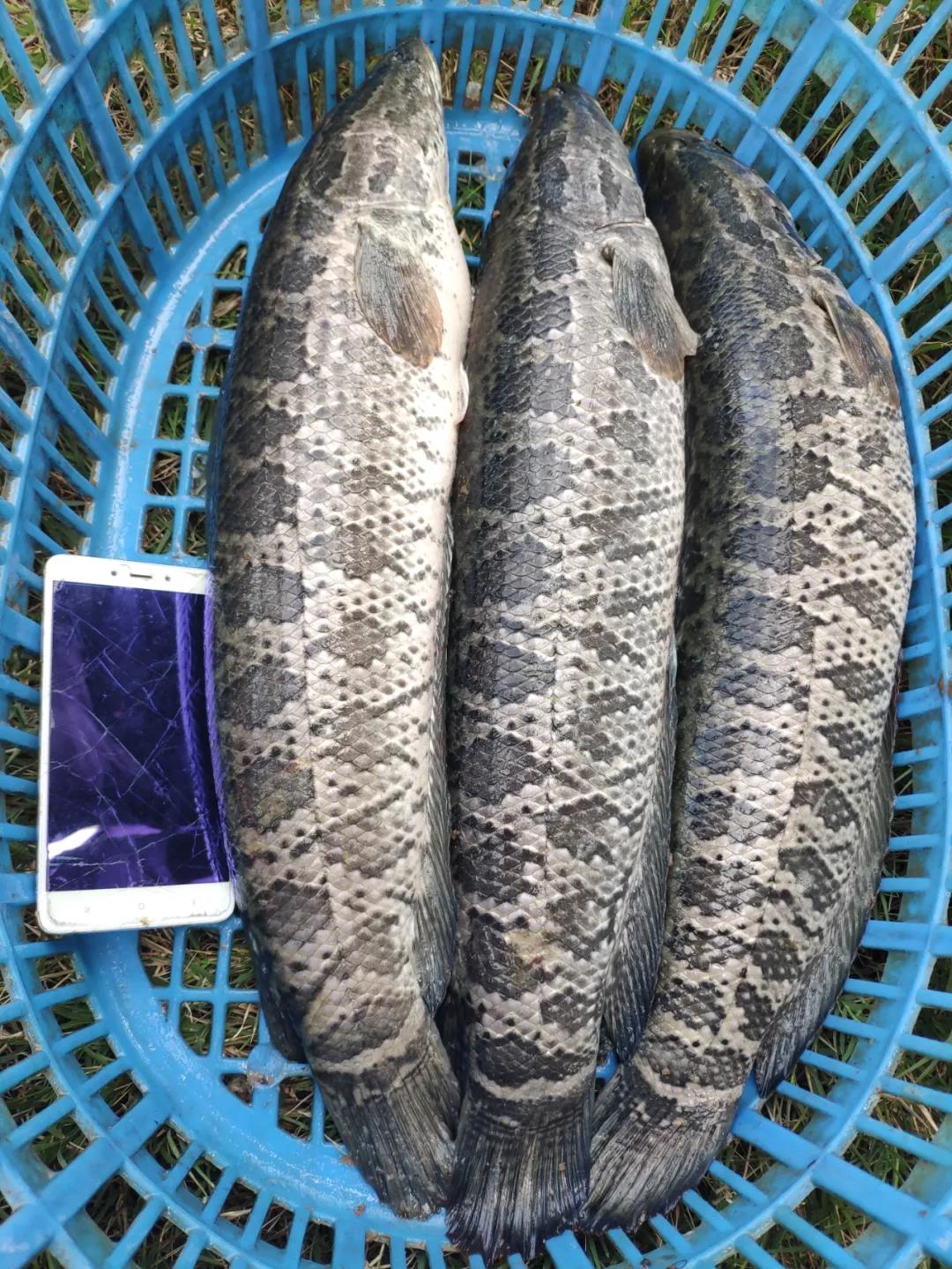 �ϱ�0.95�����~���@�G���F(xi��n)