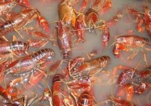 ���r����������(l��i)�u��90%�B(y��ng)ֳ��(h��)���������r4������