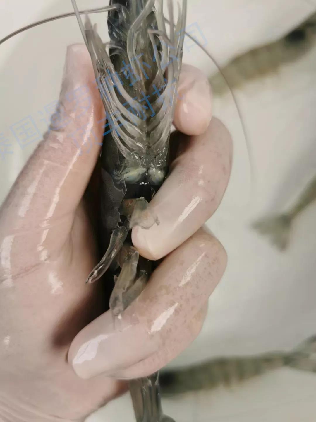 ̩��(gu��)��Ʒ�N�r�𱬁�(l��i)�u������������50%