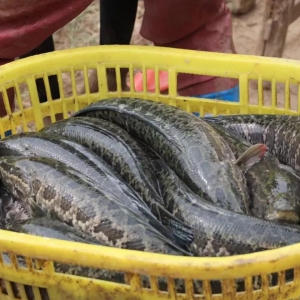 ���@��һ�����~��ٍ60�f�����ϵ��(sh��)���0.995��