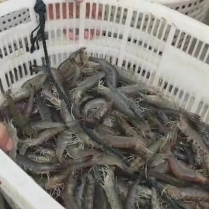 10�|β�_�r���������@�Ј�������7�¹���(y��ng)�o�Σ����r�r���q